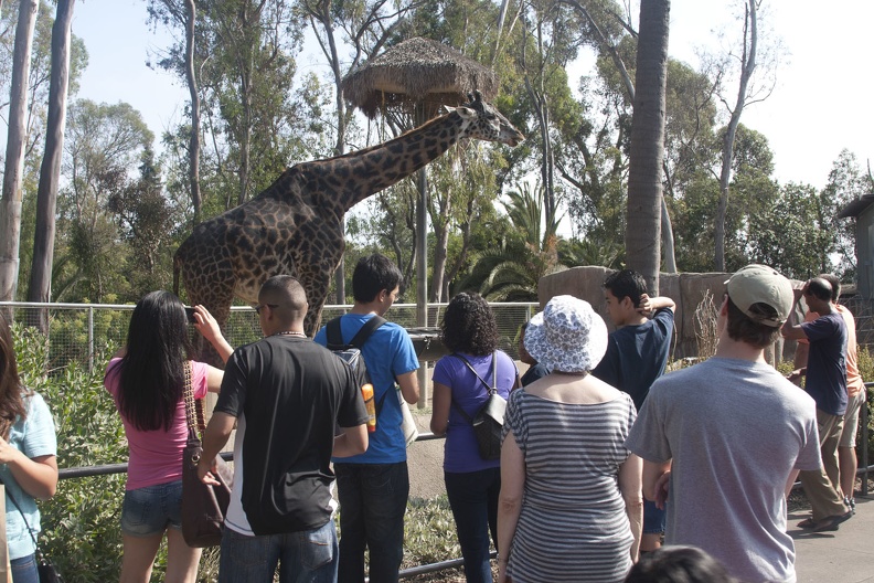 316-5486 San Diego Zoo - Giraffes.jpg